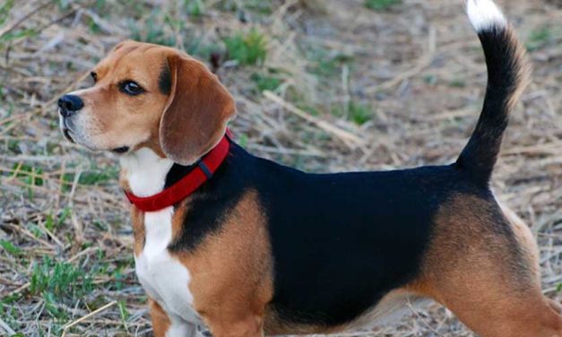 The Beagle: A Friendly Companion with a Nose for Adventure
