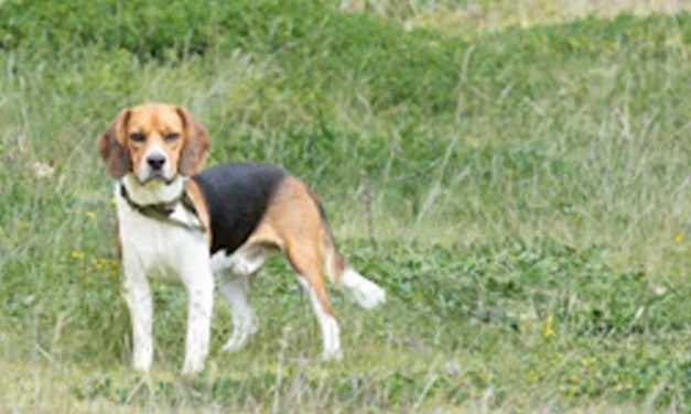 The Beagle Harrier: A Unique Blend of Companionship and Strength