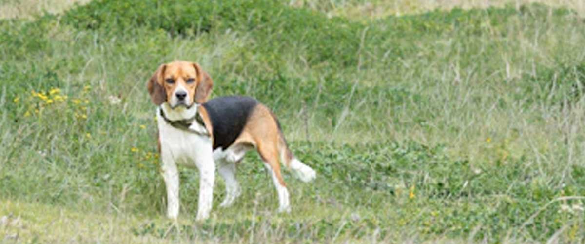 The Beagle Harrier: A Unique Blend of Companionship and Strength