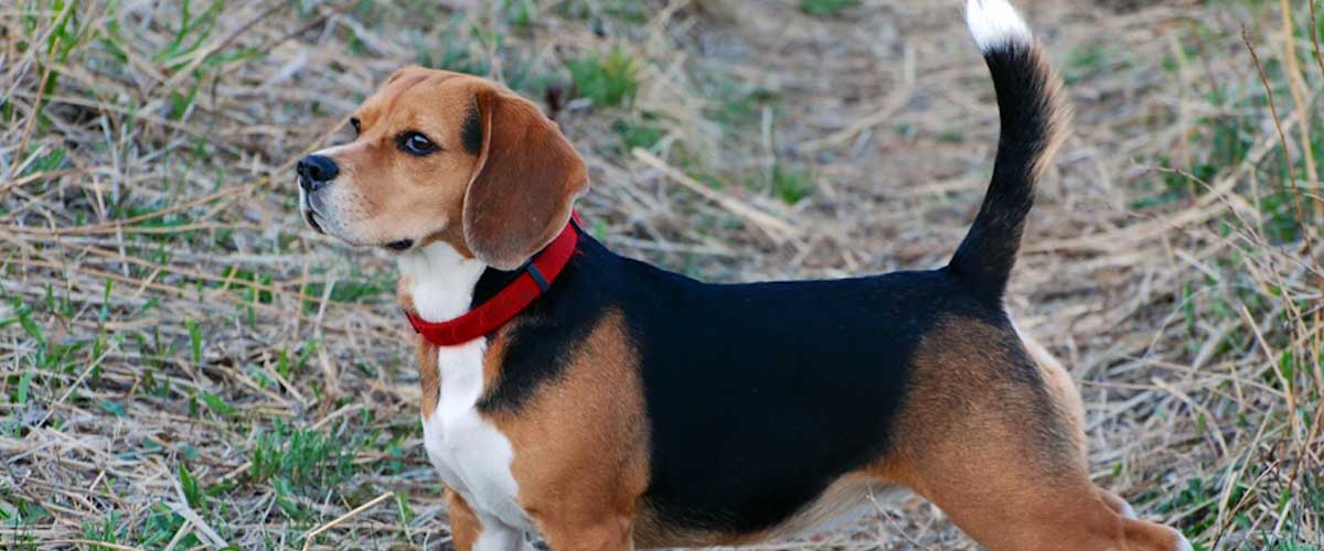 The Beagle: A Friendly Companion with a Nose for Adventure