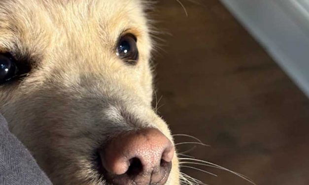 How to Train Your Dog to Beg and Sit Pretty