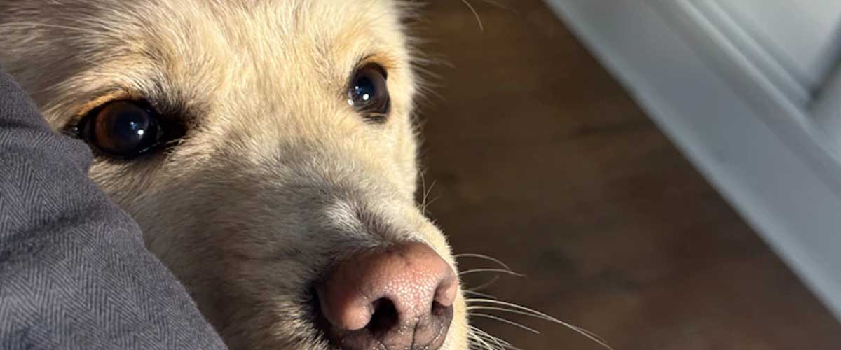 How to Train Your Dog to Beg and Sit Pretty