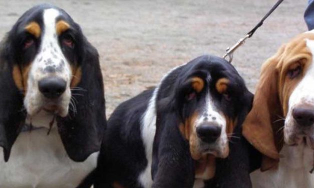 The Berner Laufhund: A Versatile Companion