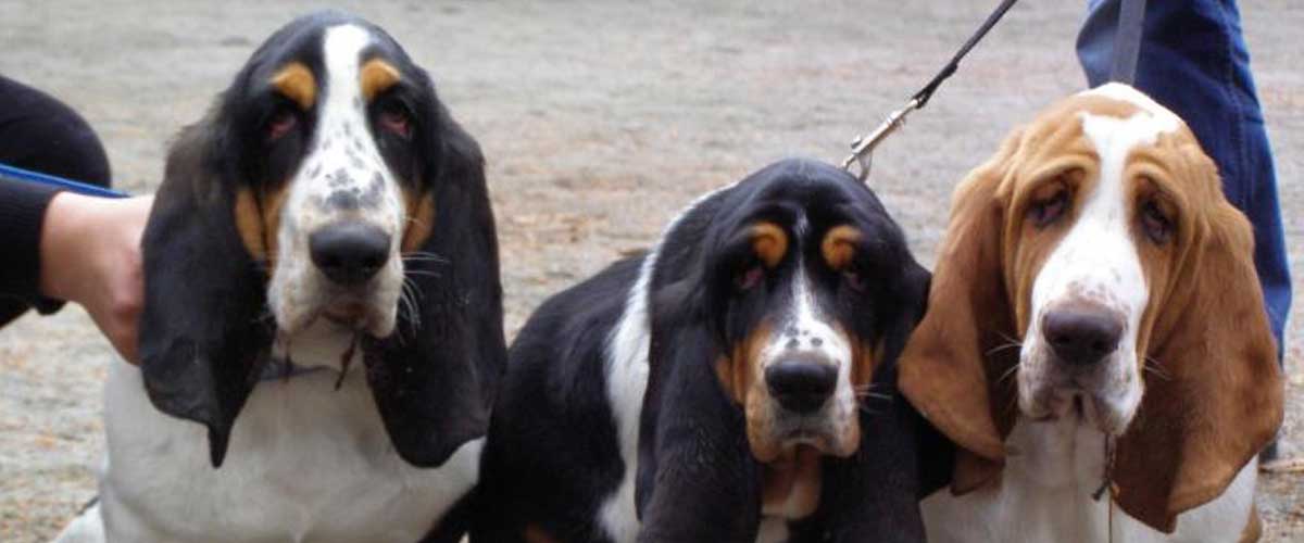 The Berner Laufhund: A Versatile Companion