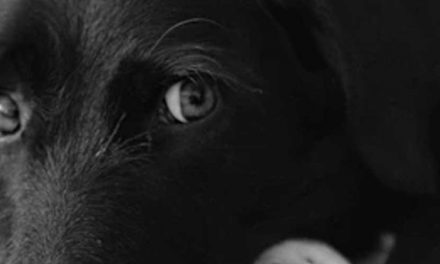 The Black-and-Tan Coonhound: A Loyal Companion and Skilled Hunter