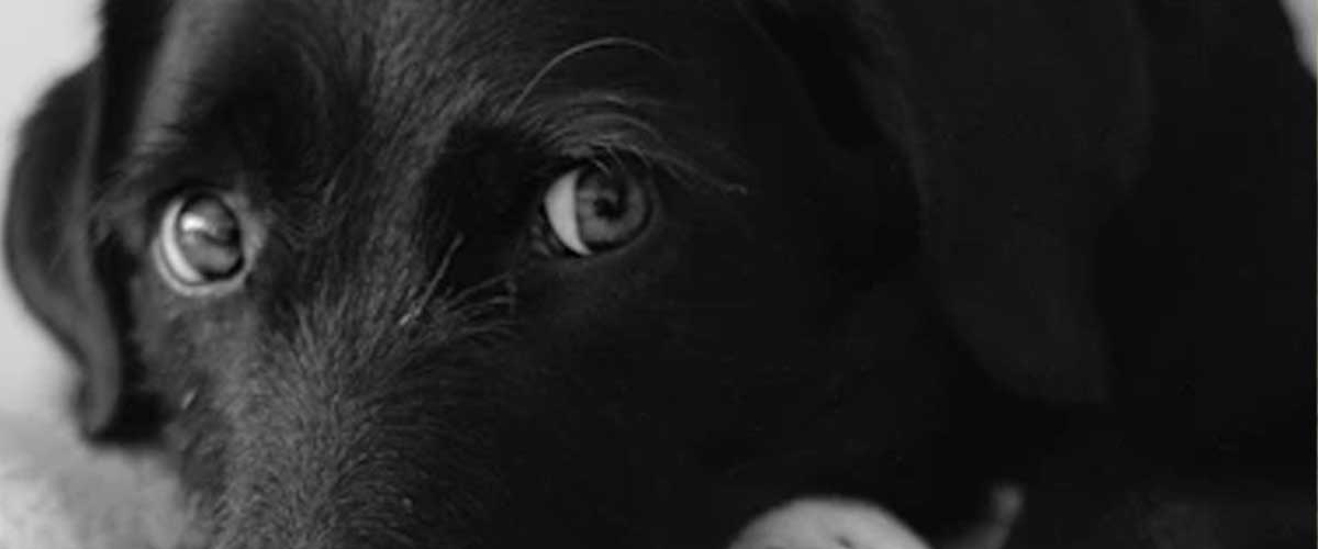 The Black-and-Tan Coonhound: A Loyal Companion and Skilled Hunter
