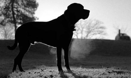 The Black Forest Hound: A Distinctive Breed