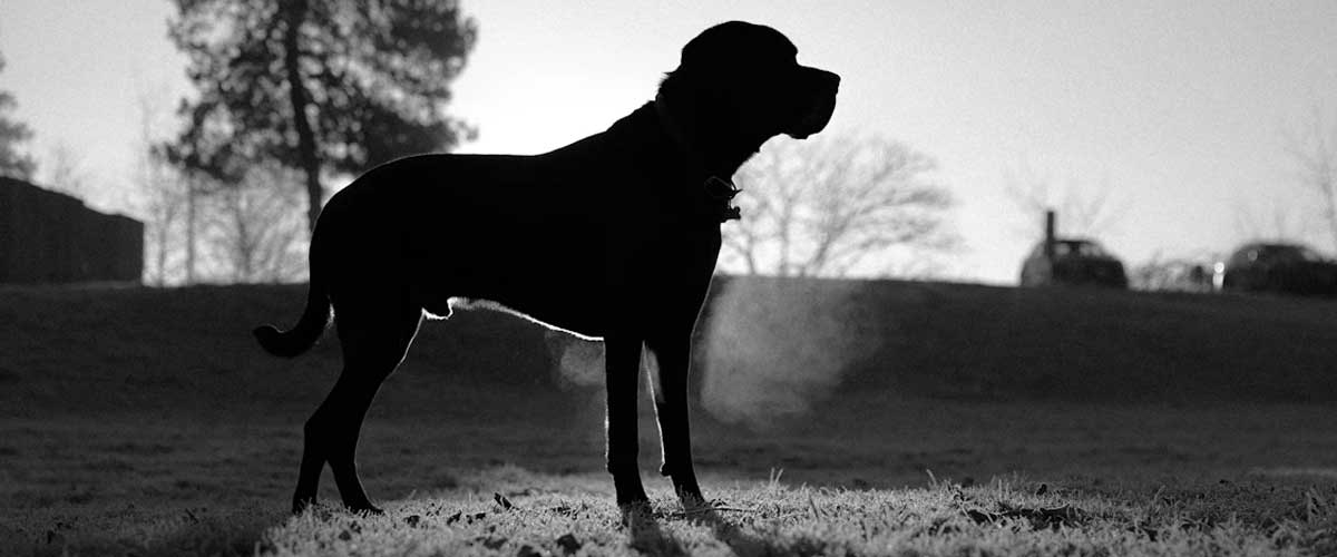 The Black Forest Hound: A Distinctive Breed