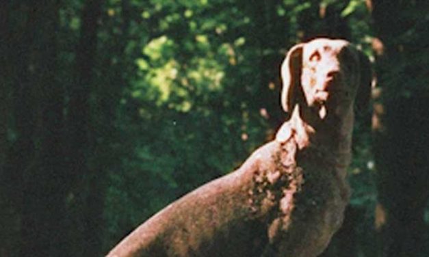 The Bluetick Coonhound: A Loyal and Energetic Companion