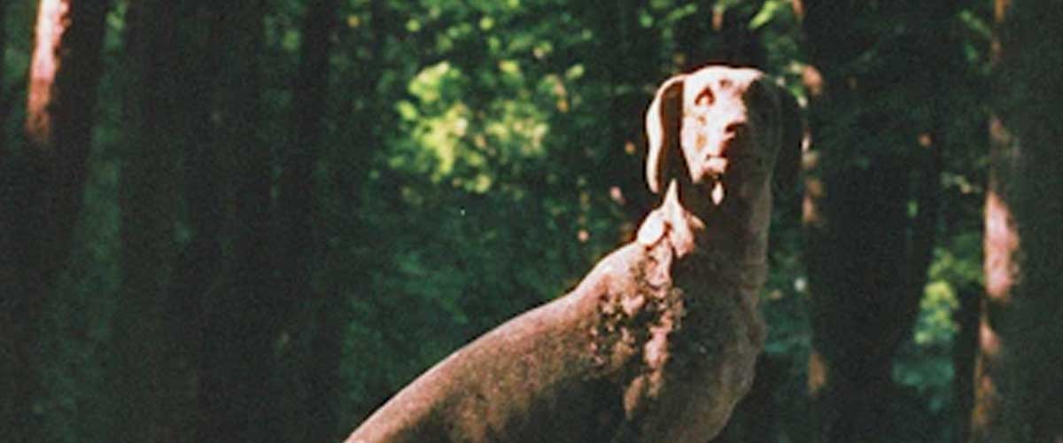 The Bluetick Coonhound: A Loyal and Energetic Companion