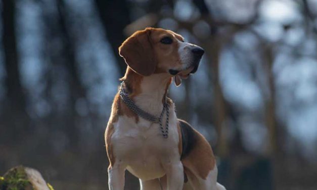 The History of Dogs as Hunting Companions