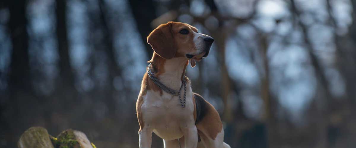 The History of Dogs as Hunting Companions