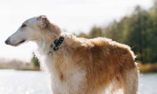 The Borzoi: A Regal Companion with a Noble History