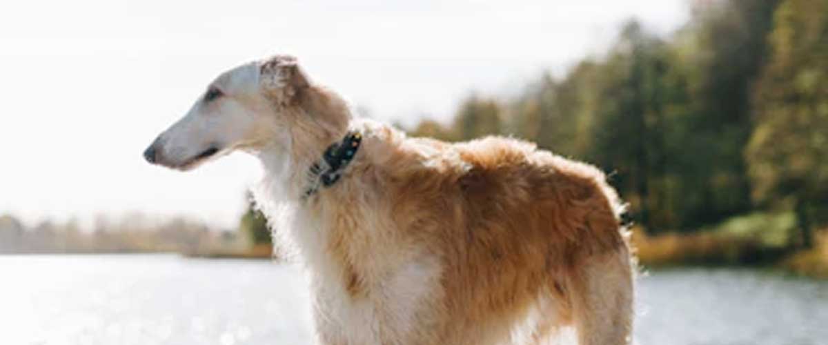 The Borzoi: A Regal Companion with a Noble History