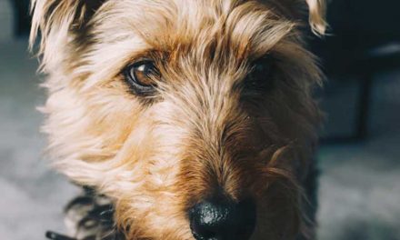 The Bosnian Rough-coated Hound: An Overview of the Breed
