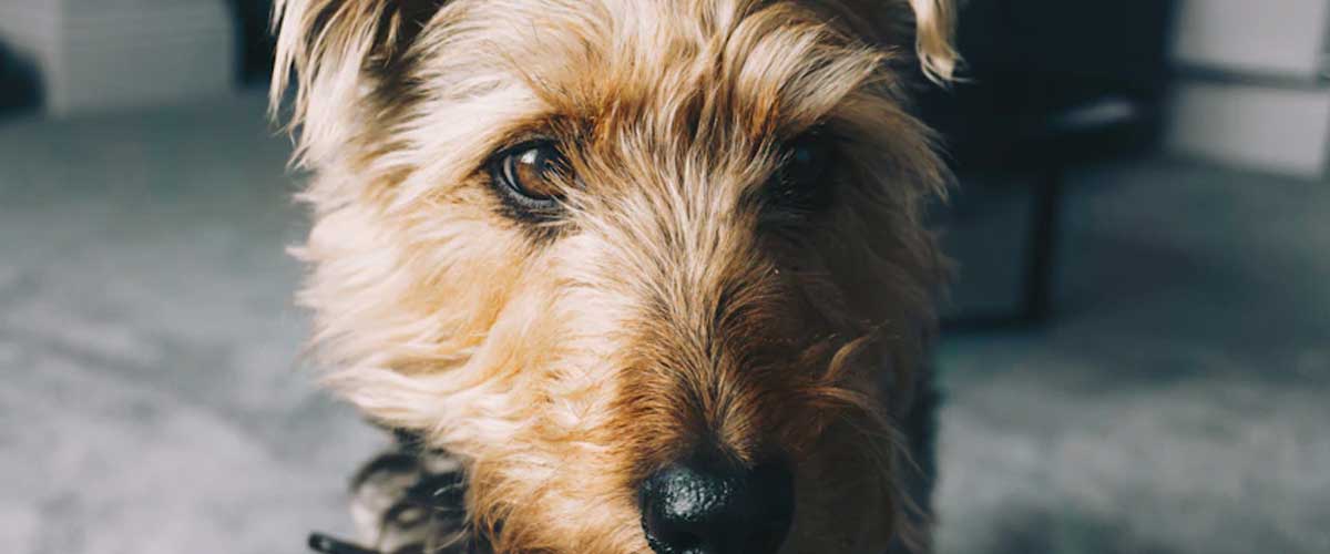 The Bosnian Rough-coated Hound: An Overview of the Breed