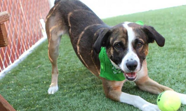 How to Train Your Dog to Take a Bow