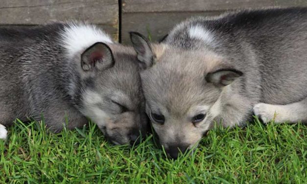 How a Dog’s Brain Works