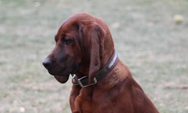 The Bruno Jura Hound