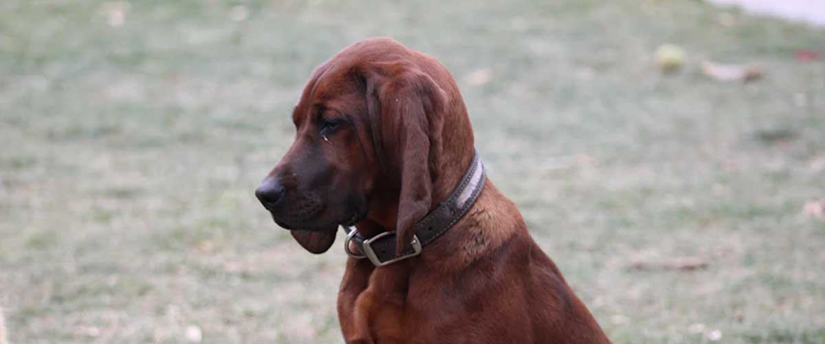 The Bruno Jura Hound