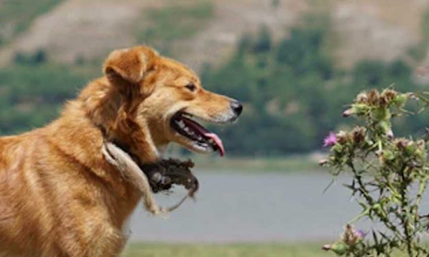 The History of Canine Campsite Scavengers