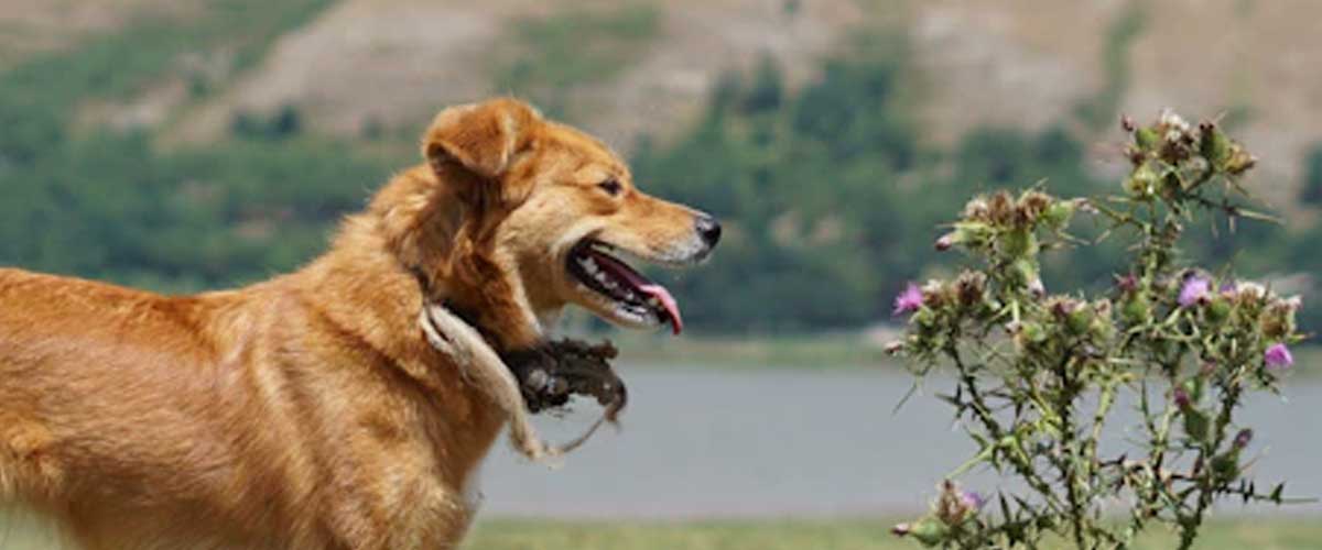 The History of Canine Campsite Scavengers