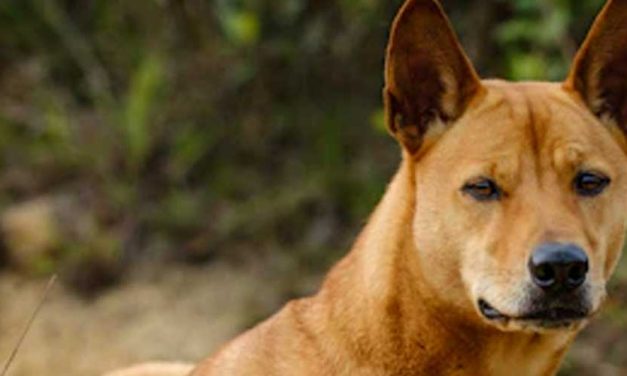 The Canaan Dog: A Versatile and Resilient Breed