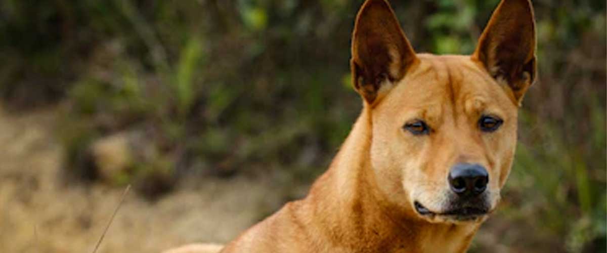 The Canaan Dog: A Versatile and Resilient Breed