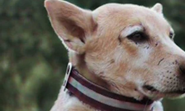 The Carolina Dog: An Enduring Companion of the American South