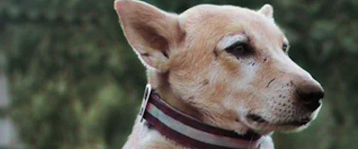 The Carolina Dog: An Enduring Companion of the American South