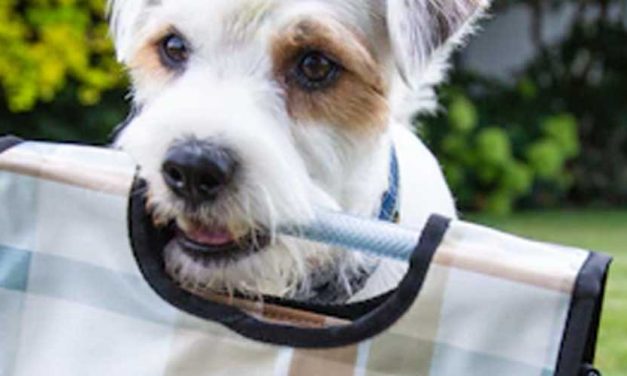 Guide to Teaching Your Dog to Carry Your Bag