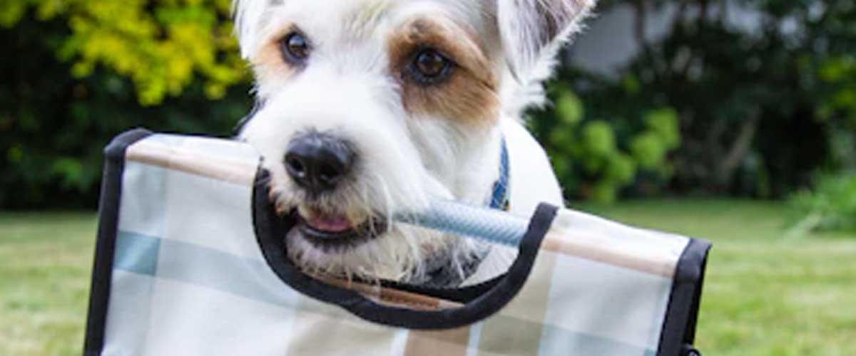 Guide to Teaching Your Dog to Carry Your Bag