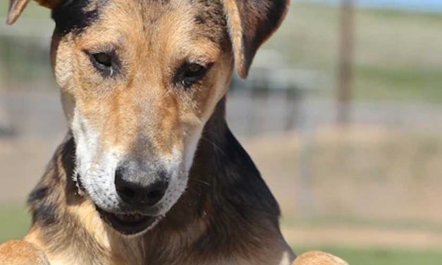 The Catahoula Leopard Dog: A Unique and Versatile Breed