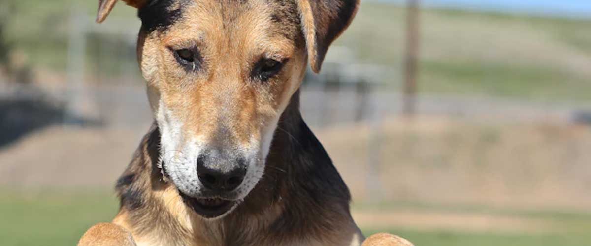 The Catahoula Leopard Dog: A Unique and Versatile Breed
