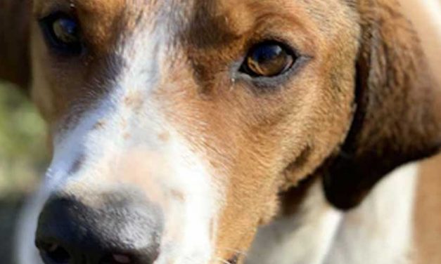 The Chien D’Artois: A Unique and Charming Breed