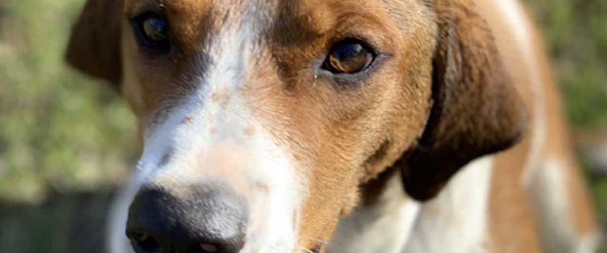 The Chien D’Artois: A Unique and Charming Breed