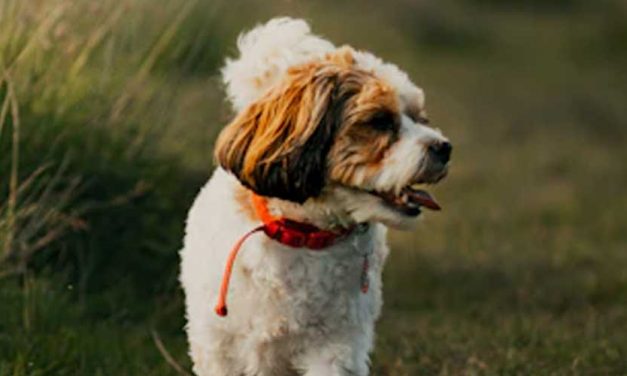 Simple Guide to Training Your Dog to Come