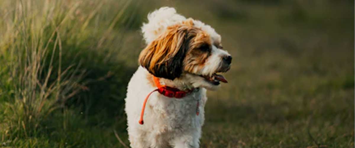 Simple Guide to Training Your Dog to Come