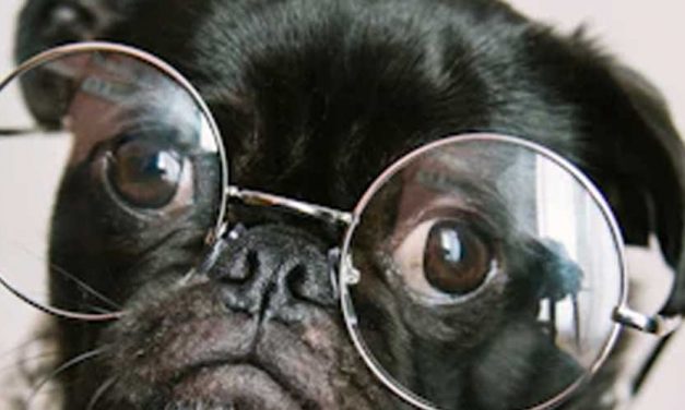 How to Train Your Dog to Count