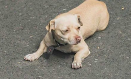 Guide to Training Your Dog to Crawl Forward