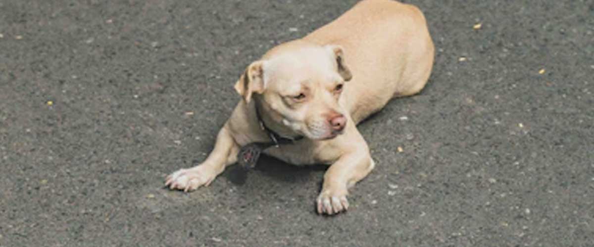 Guide to Training Your Dog to Crawl Forward