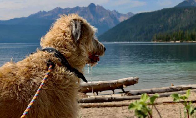 The Scottish Deerhound: A Noble Companion