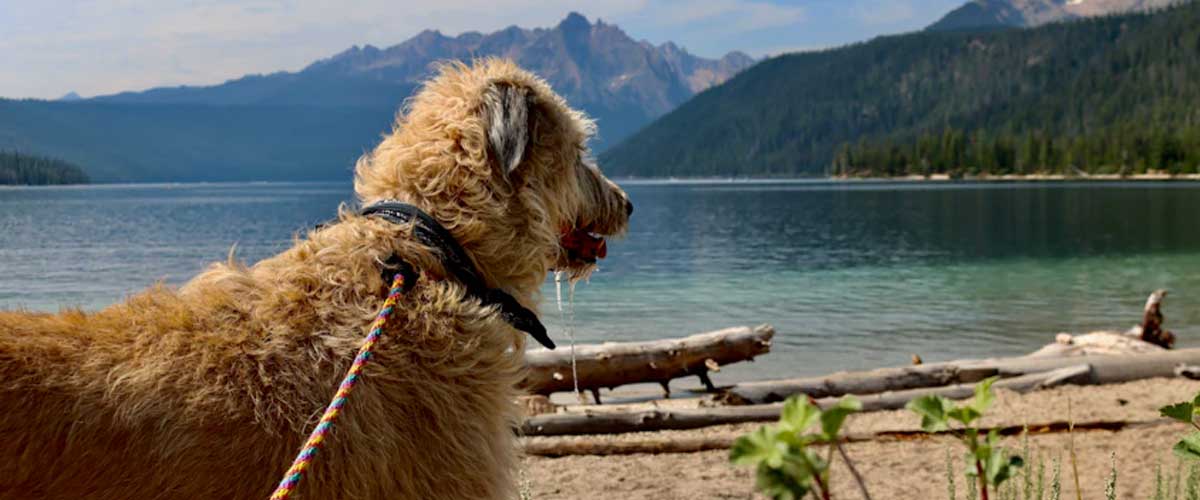 The Scottish Deerhound: A Noble Companion