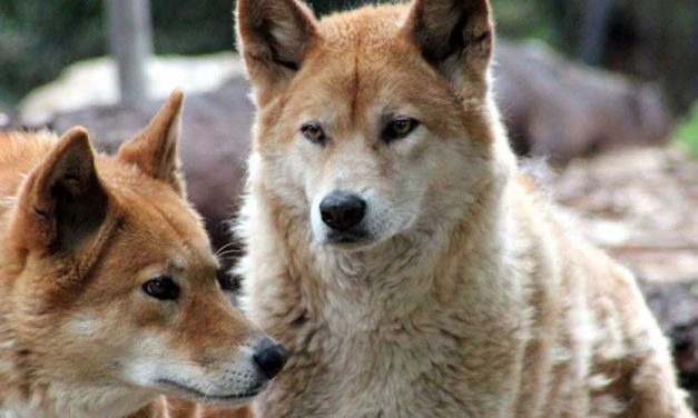 The Dingo Dog Breed: A Fascinating Companion of the Wild