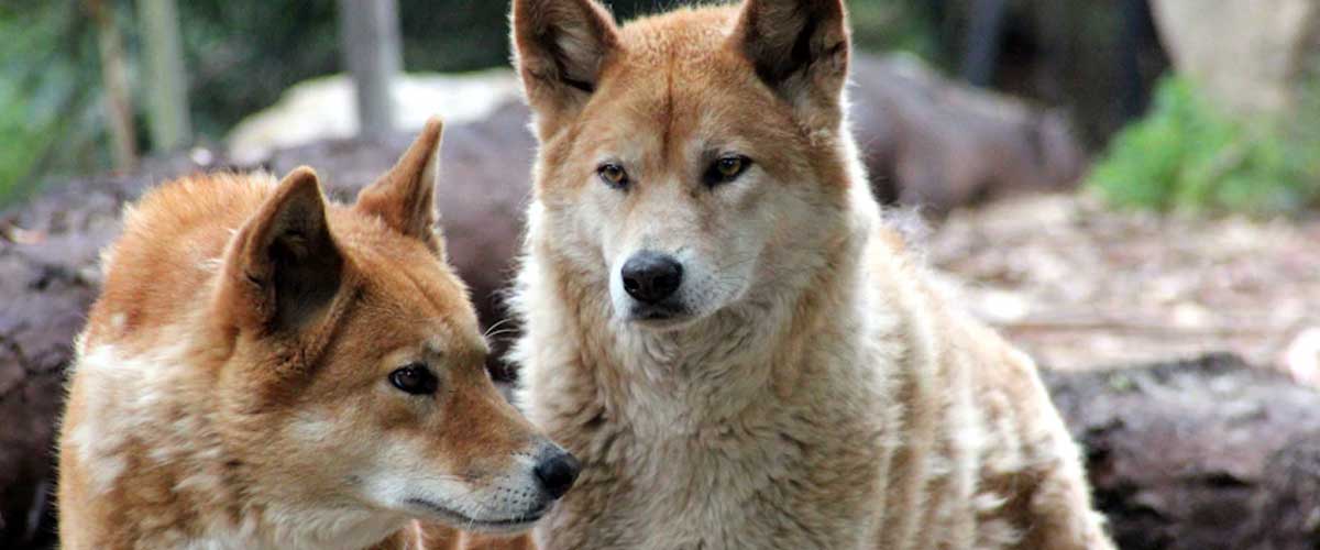 The Dingo Dog Breed: A Fascinating Companion of the Wild