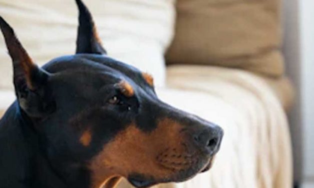 The Dobermann: A Loyal Companion and Fearless Protector