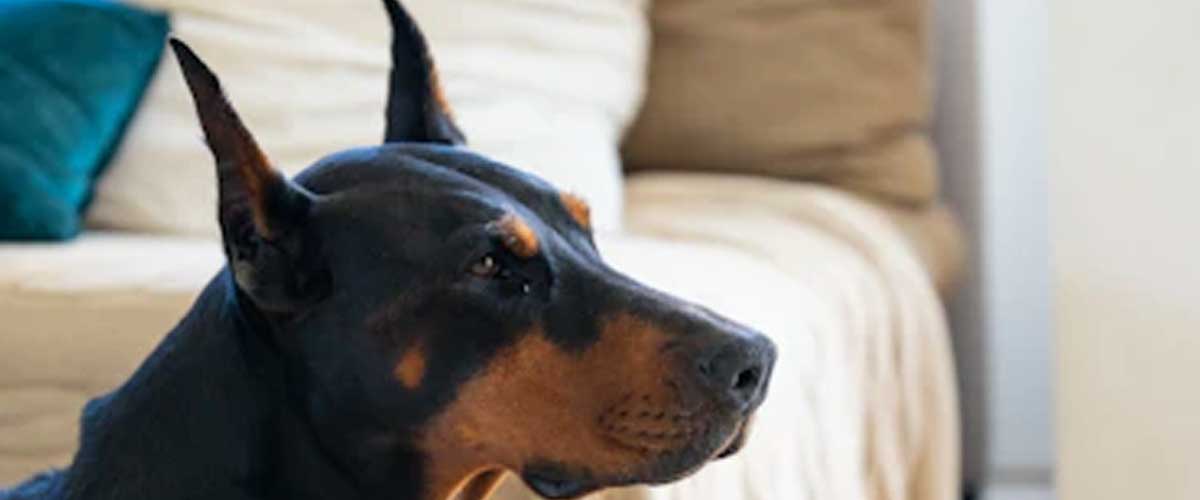 The Dobermann: A Loyal Companion and Fearless Protector