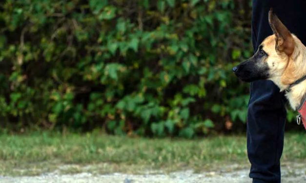 What Is The Purpose of Hand Signals for Your Dog?