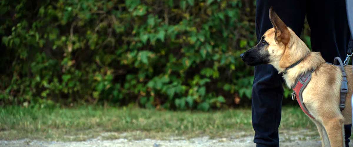 What Is The Purpose of Hand Signals for Your Dog?