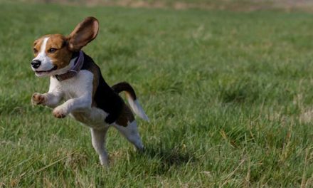 The Drever Dog: A Unique Breed with a Rich Hunting Heritage